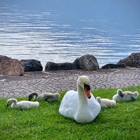 Garda Dreams *
